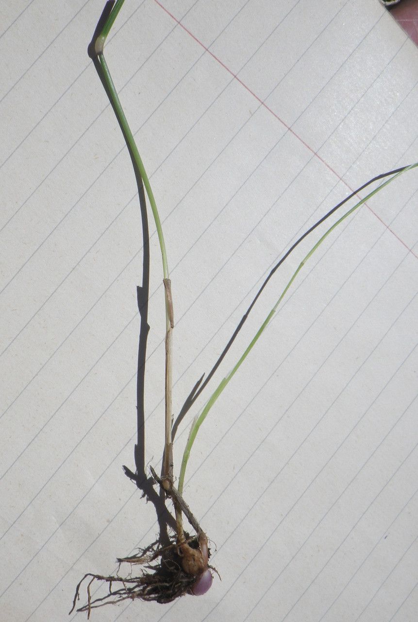 Alopecurus bulbosus other