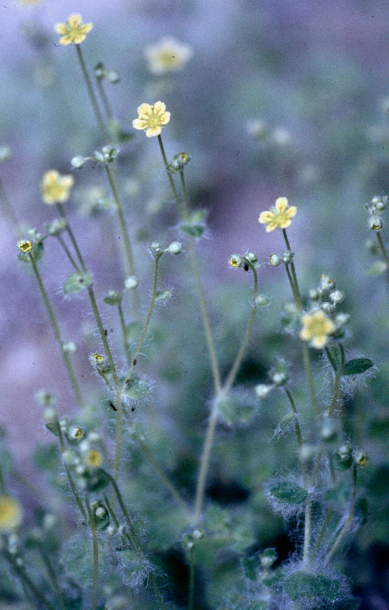 Saxifraga arachnoidea flower