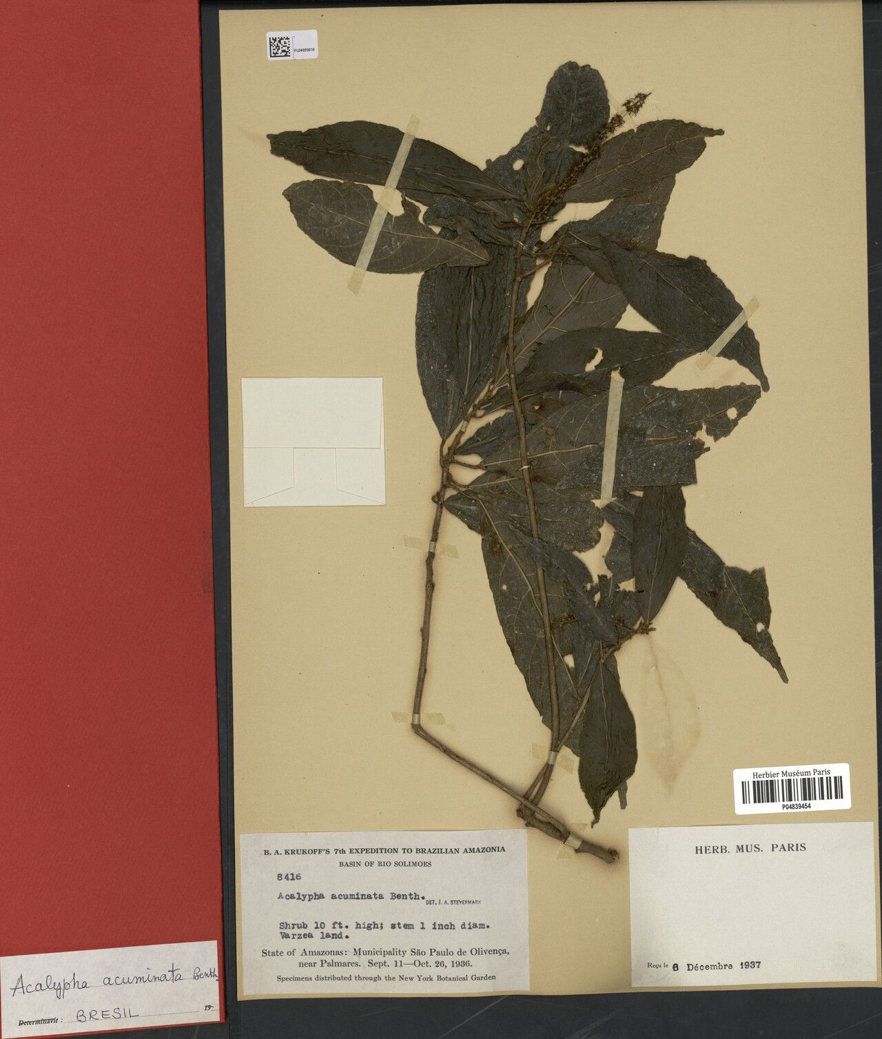 Acalypha burmanii — houseplant care guide