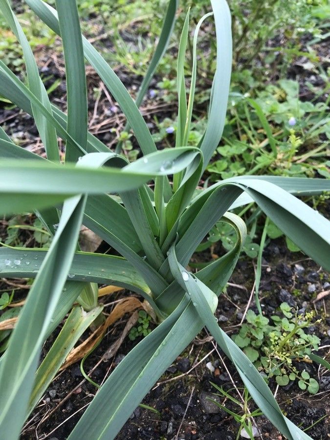Allium longispathum leaf