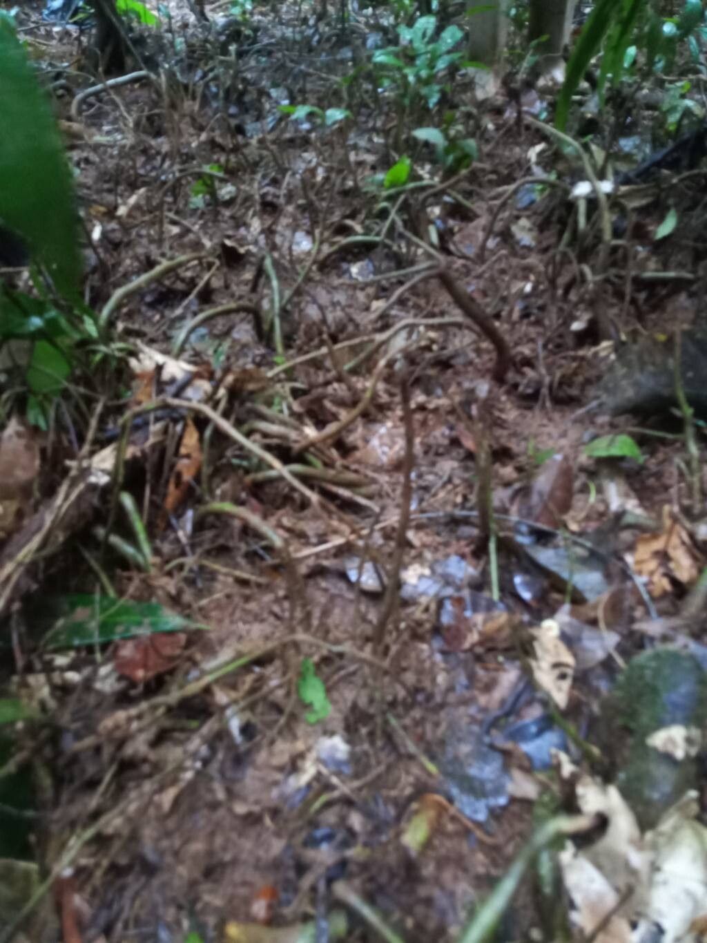 Lecythis pneumatophora leaf