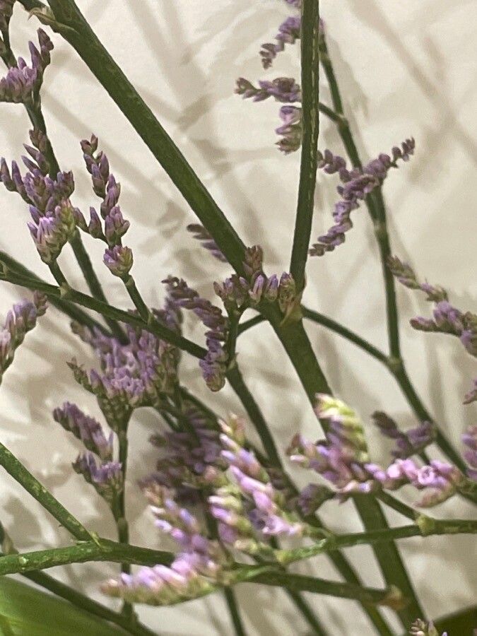 Limonium vulgare flower