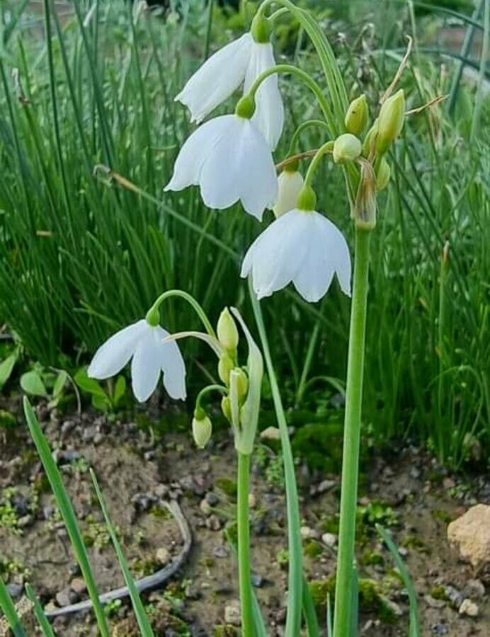 Acis tingitana — houseplant care guide