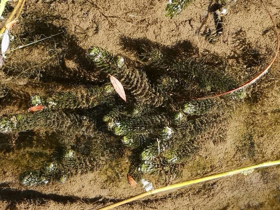 Ceratophyllum demersum flower