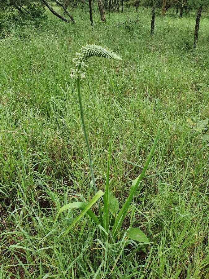 Albuca virens habit