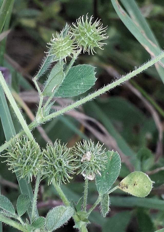 Medicago minima fruit