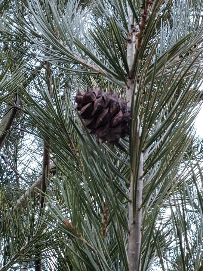 Pinus bungeana fruit