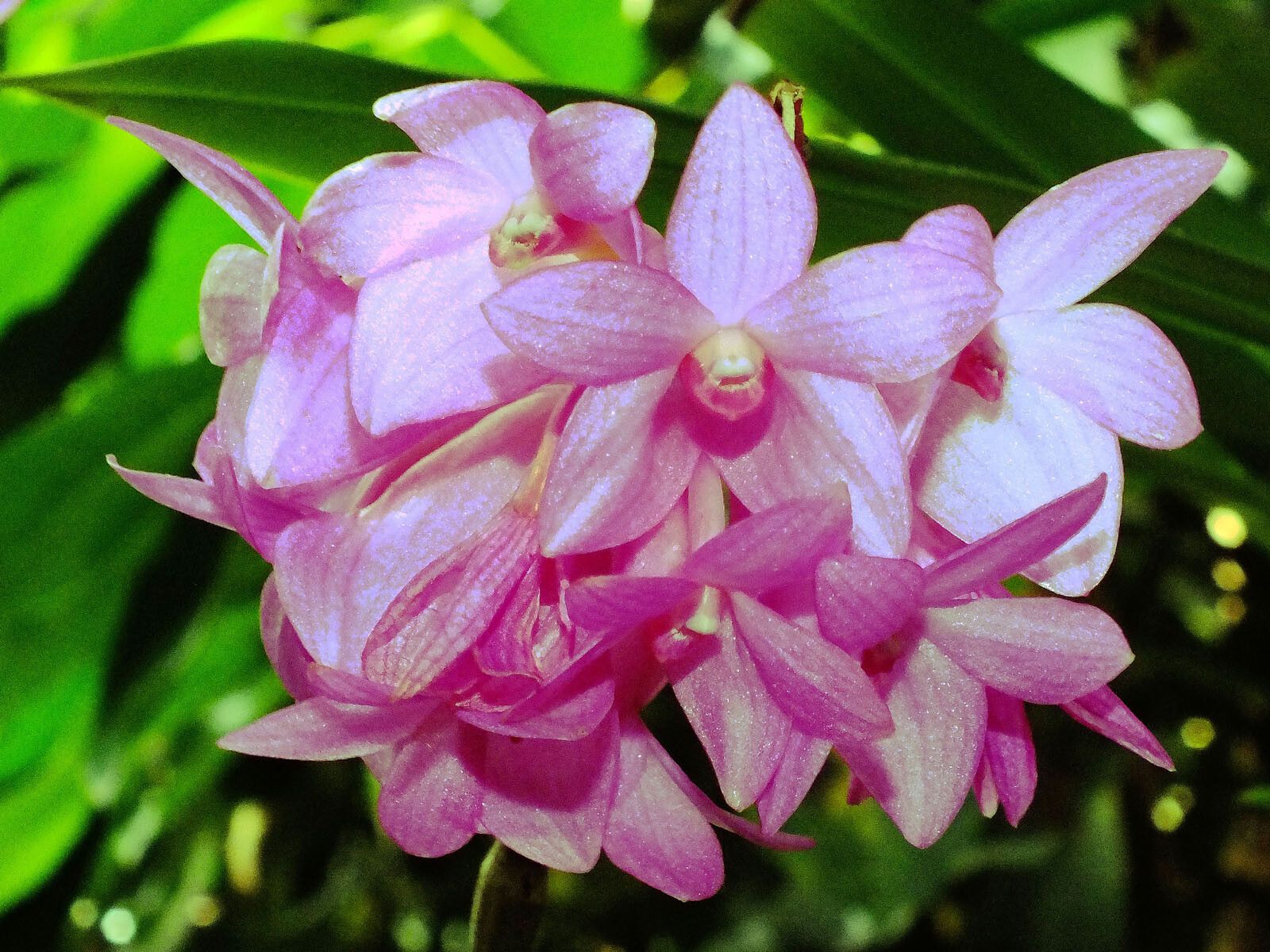 Dendrobium bigibbum flower