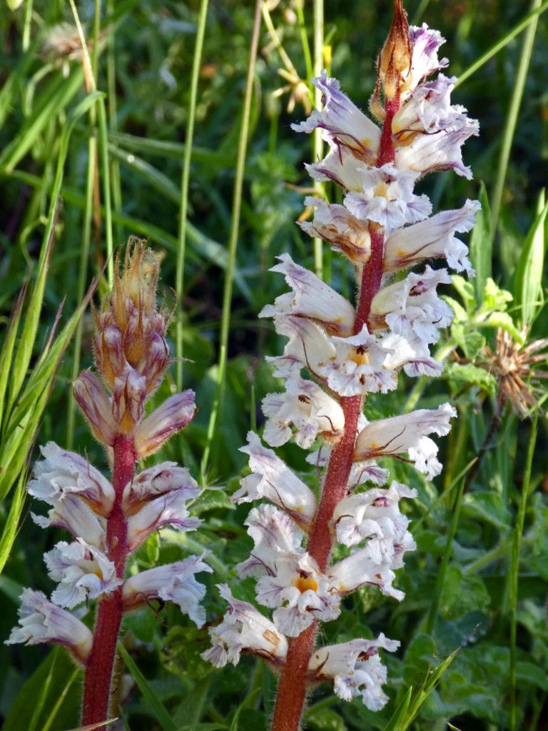 Orobanche crenata flower