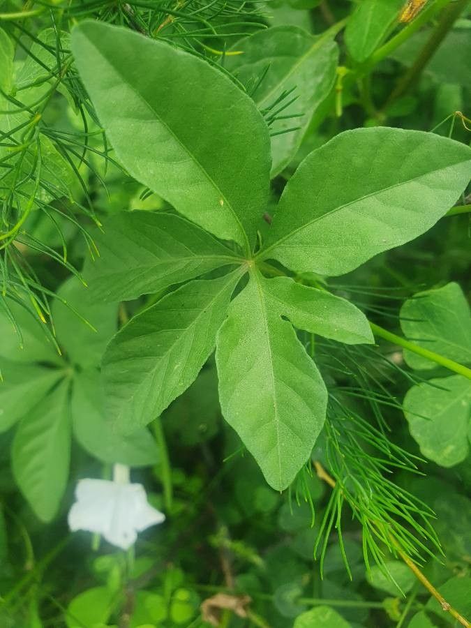 Ipomoea hochstetteri leaf