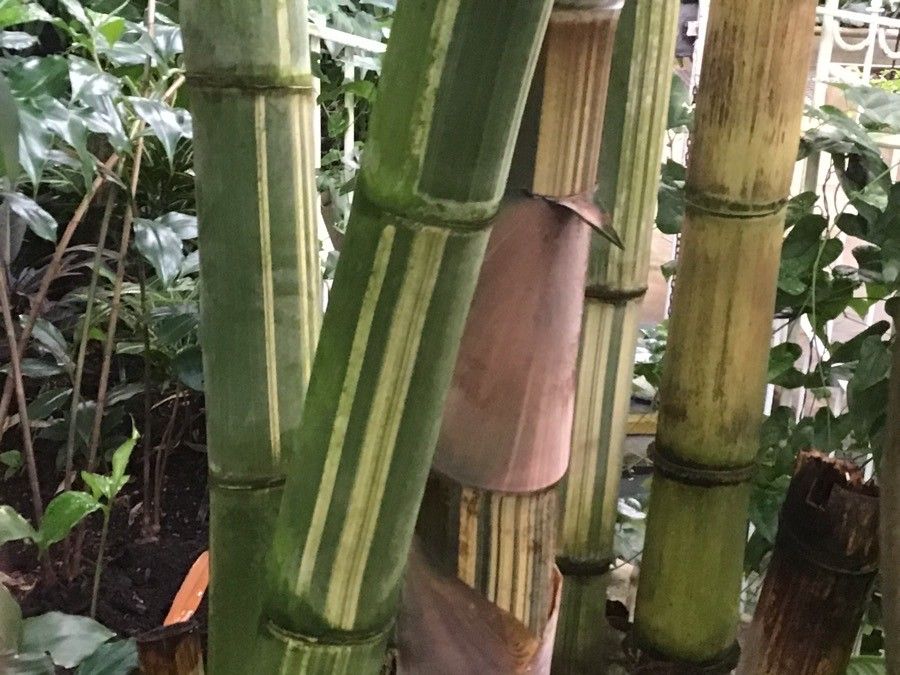 Bambusa multiplex bark