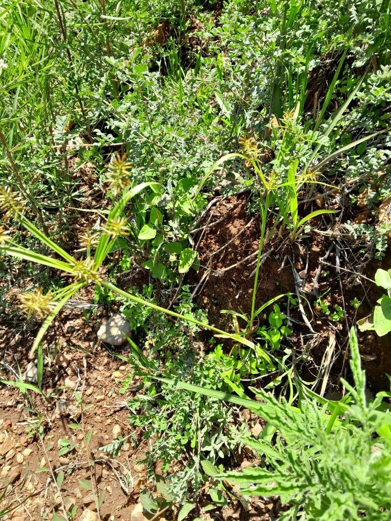 Cyperus impubes habit