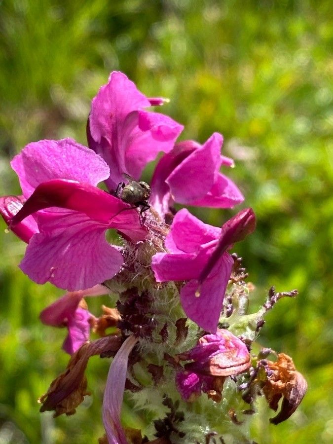 Pedicularis cenisia flower
