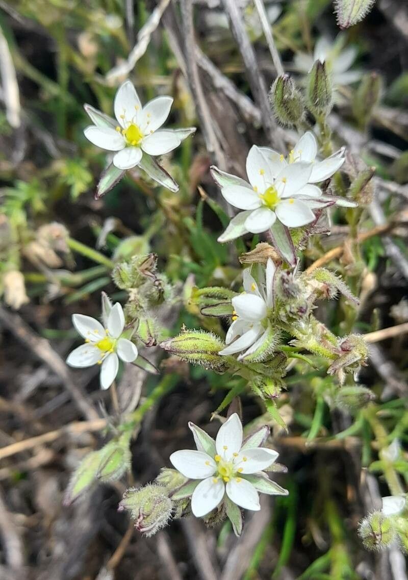 Spergularia ramosa flower