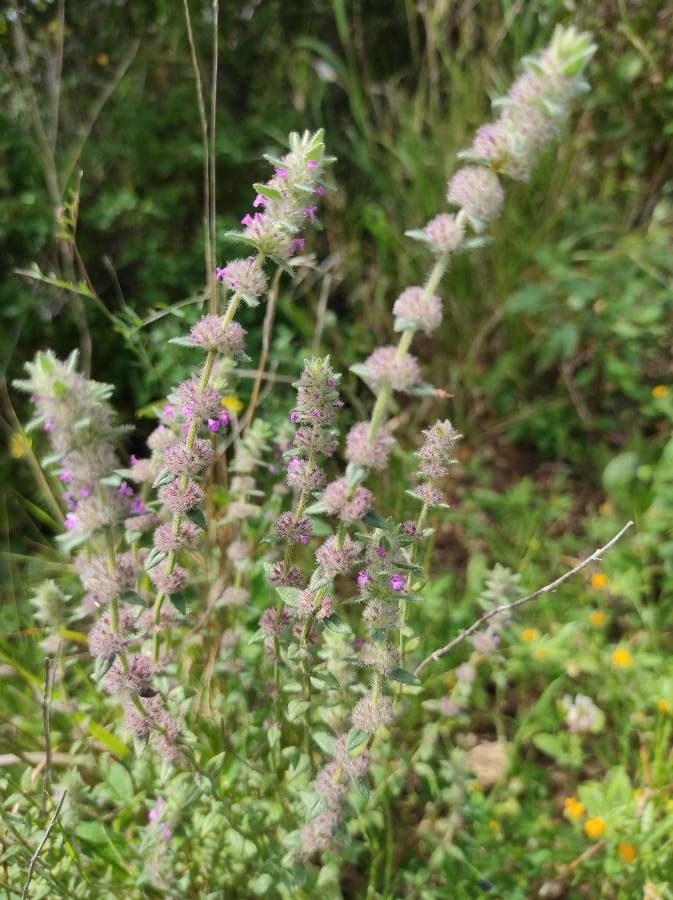 Micromeria myrtifolia flower