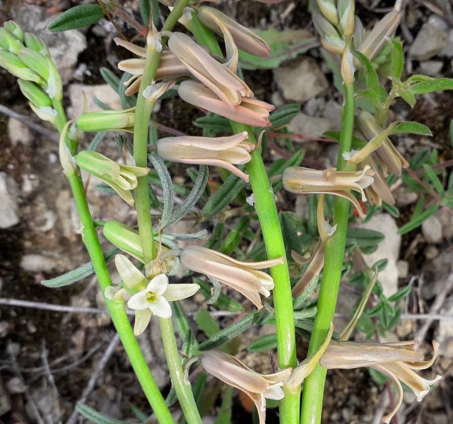 Dipcadi serotinum flower