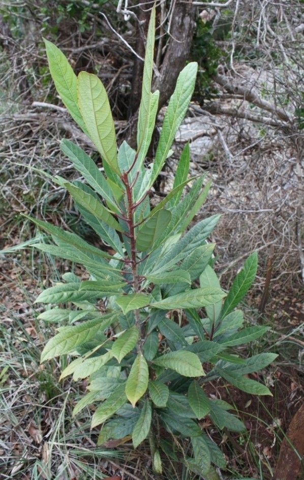 Bocquillonia spicata habit
