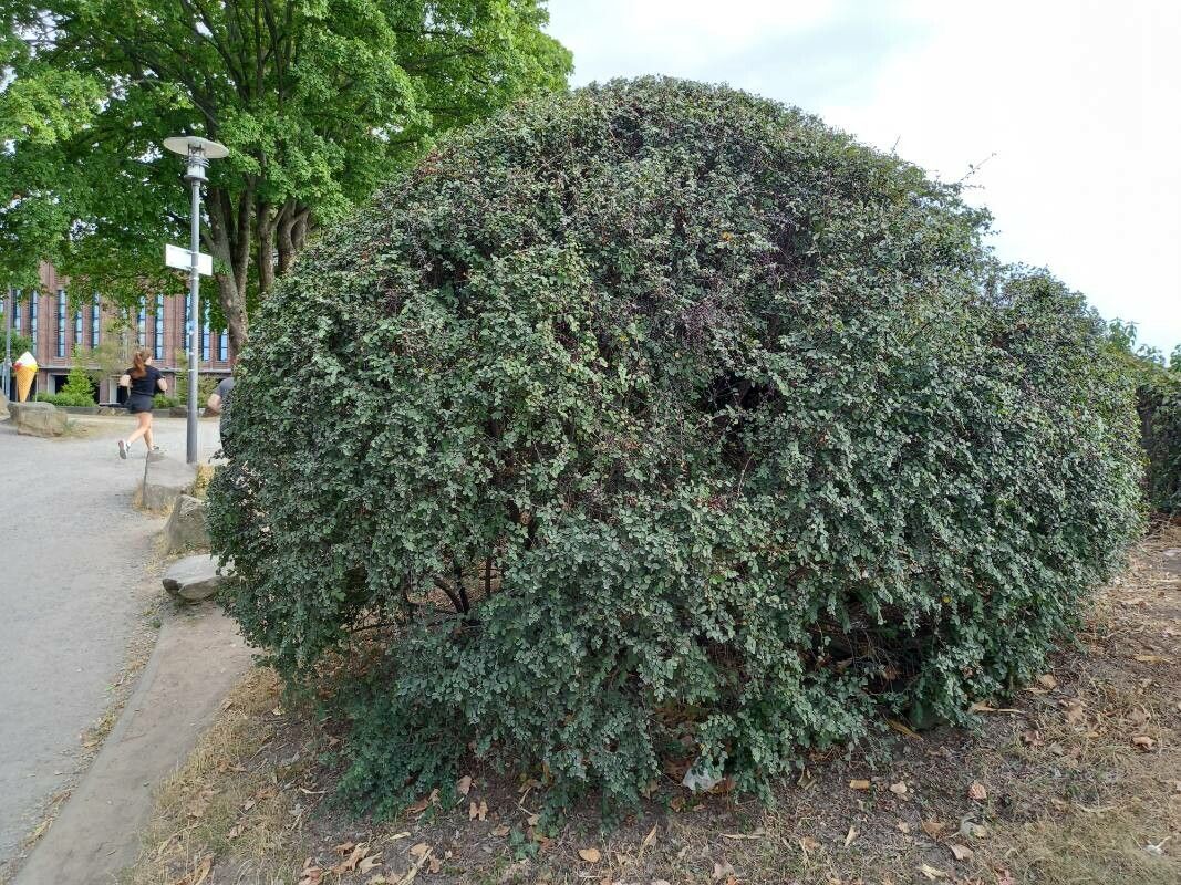 Cotoneaster acutifolius habit