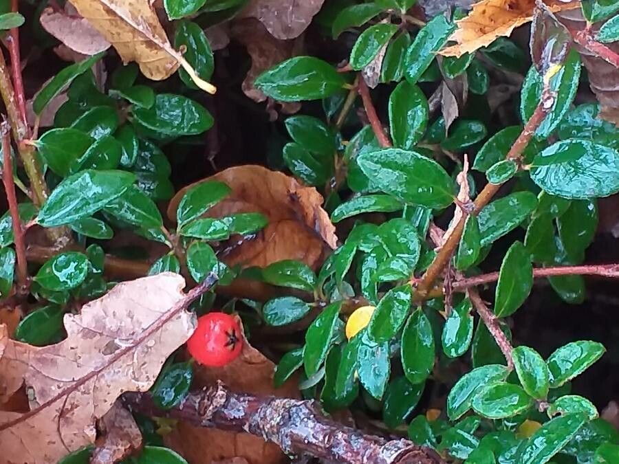 Cotoneaster × suecicus habit