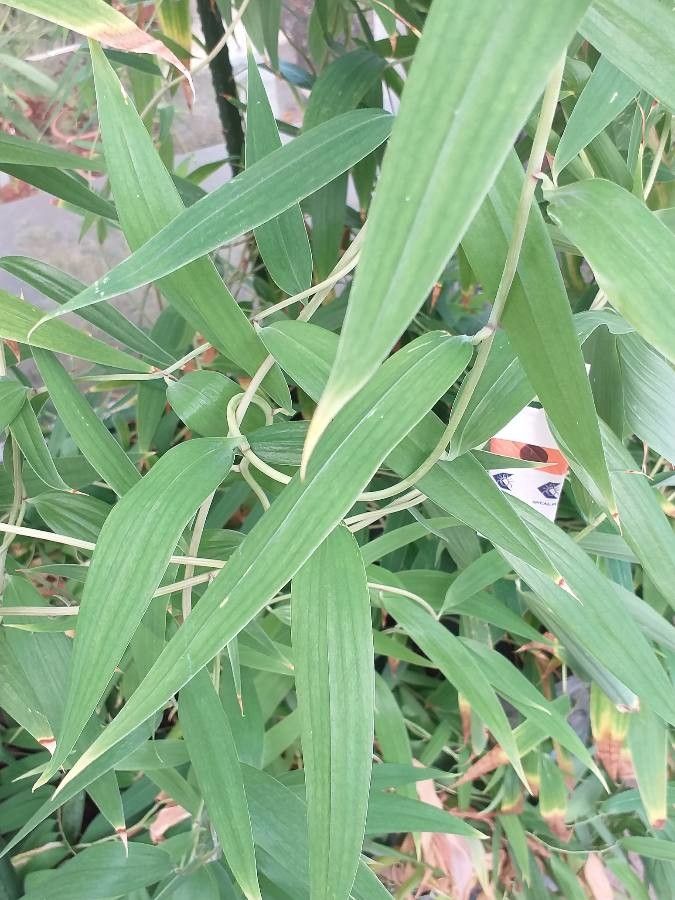 Bomarea edulis — search result for 'Alstroemeriaceae'