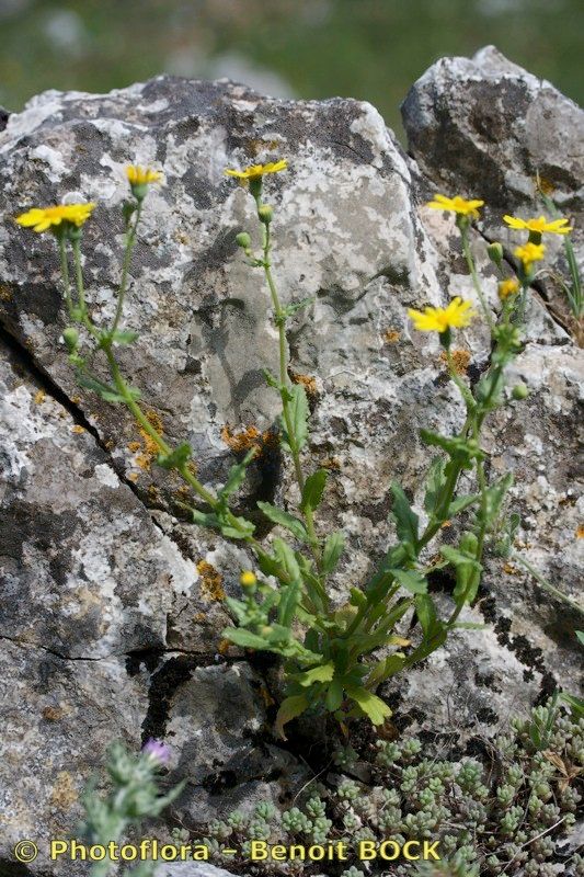 Senecio petraeus habit