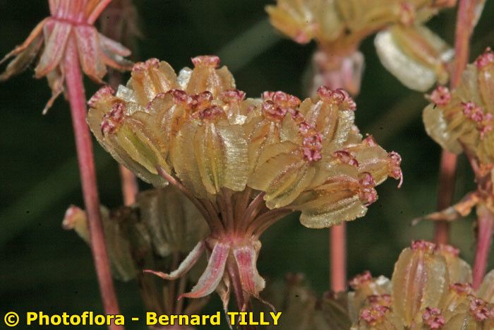 Laserpitium prutenicum fruit