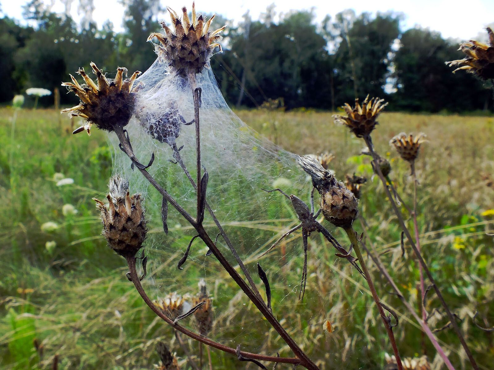 Centaurea orientalis fruit