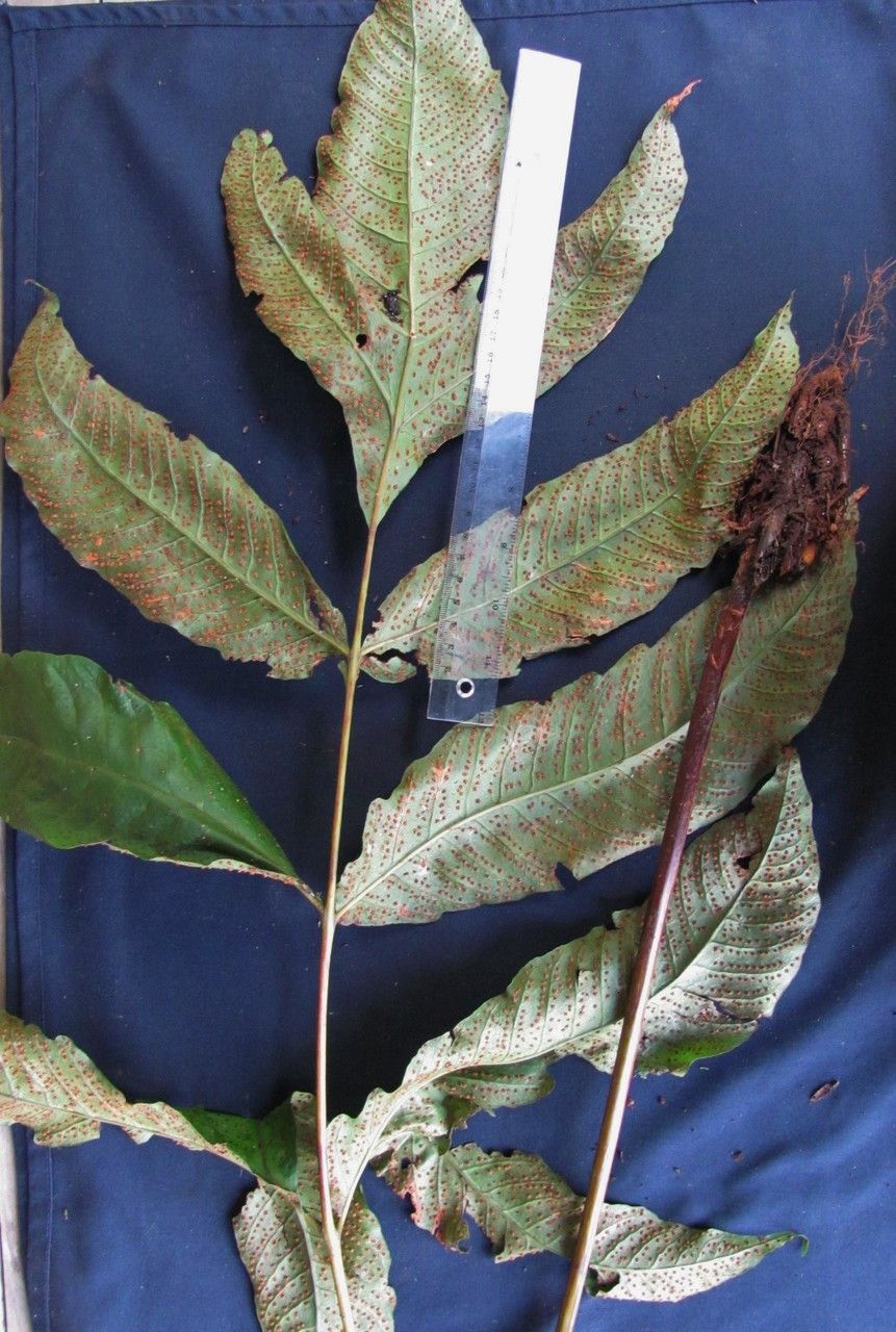 Tectaria transiens other