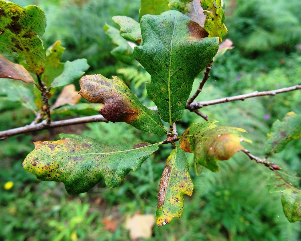 Quercus pacifica bark