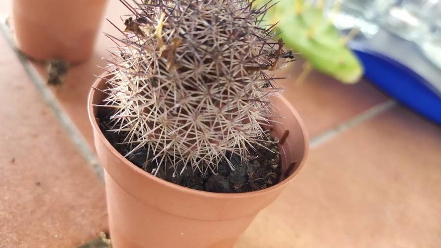 Mammillaria hutchisoniana leaf