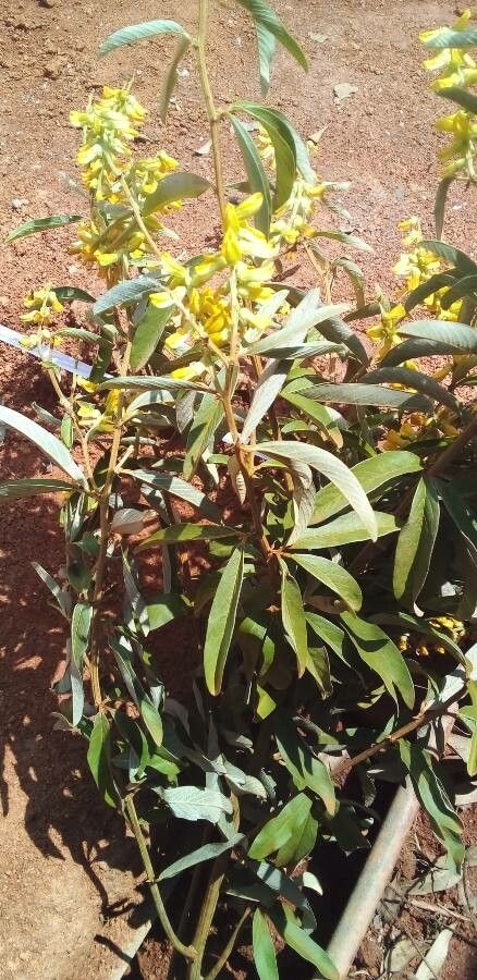 Acridocarpus natalitius — search result for 'Eswatini'