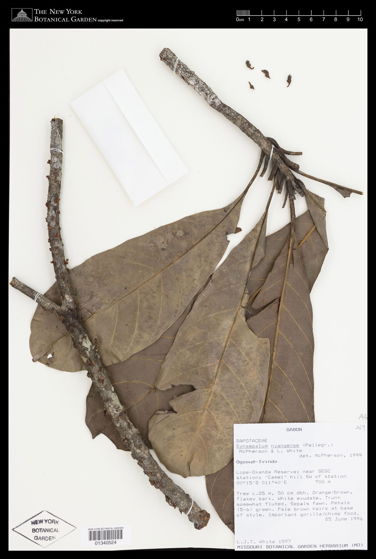 Synsepalum nyangense — houseplant care guide