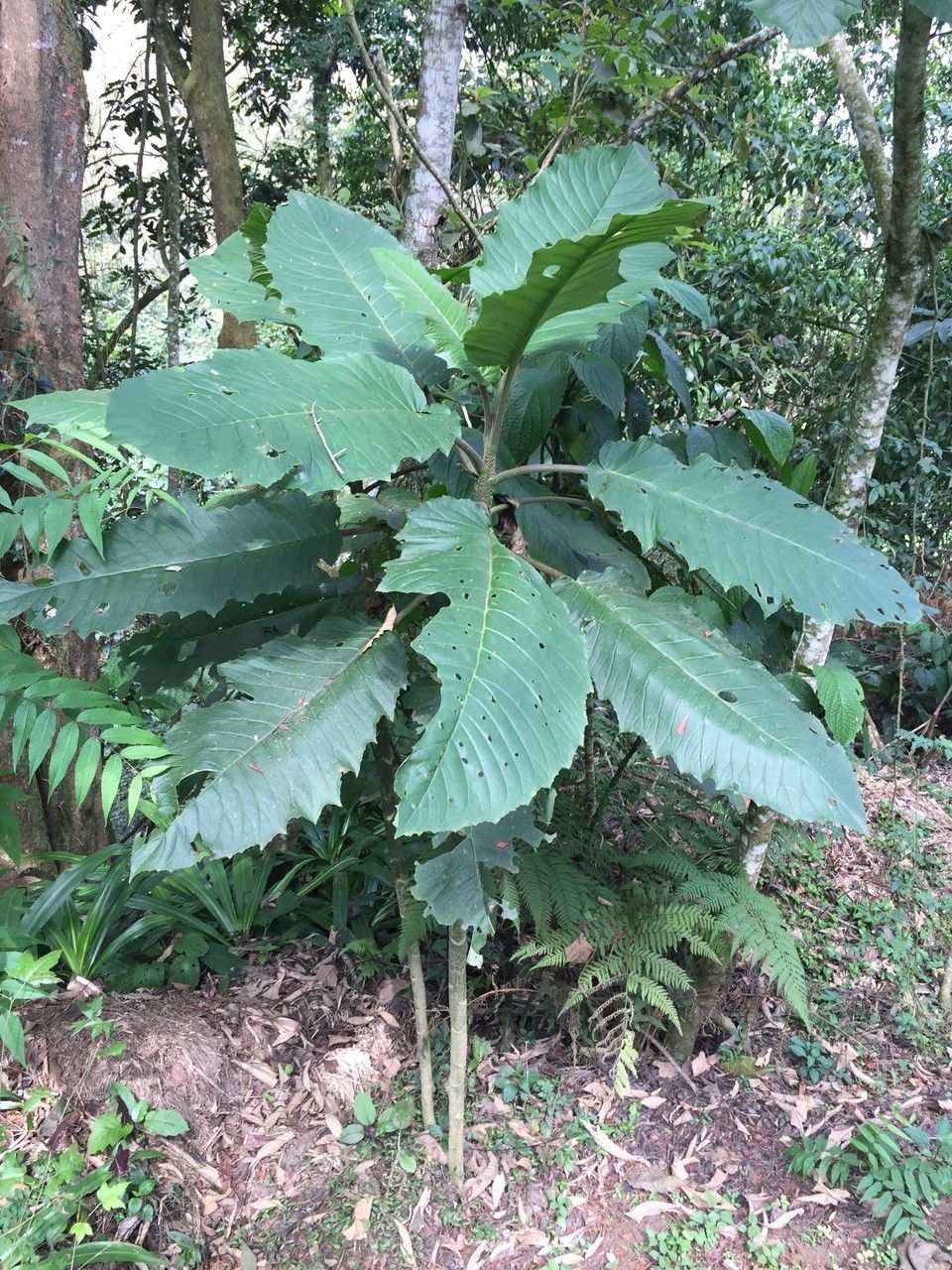 Alternanthera pycnantha habit