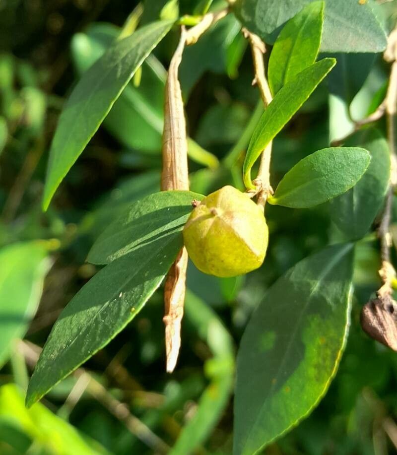 Sebastiania brasiliensis fruit