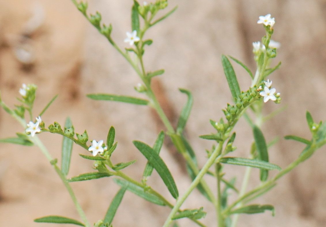 Heliotropium strigosum flower