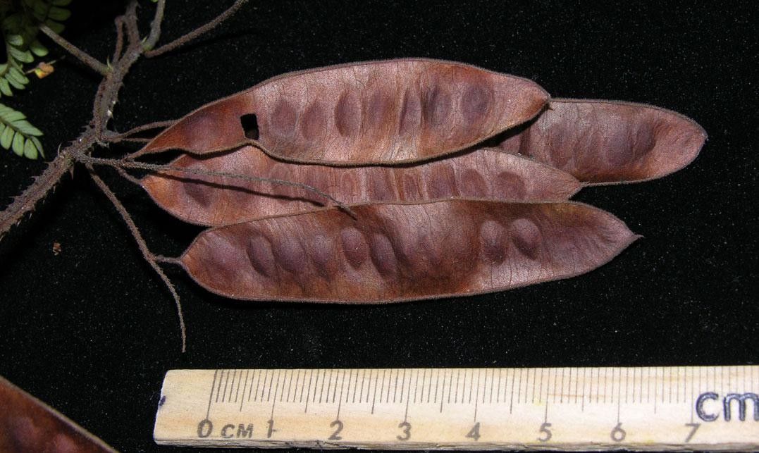 Mimosa myriadenia fruit