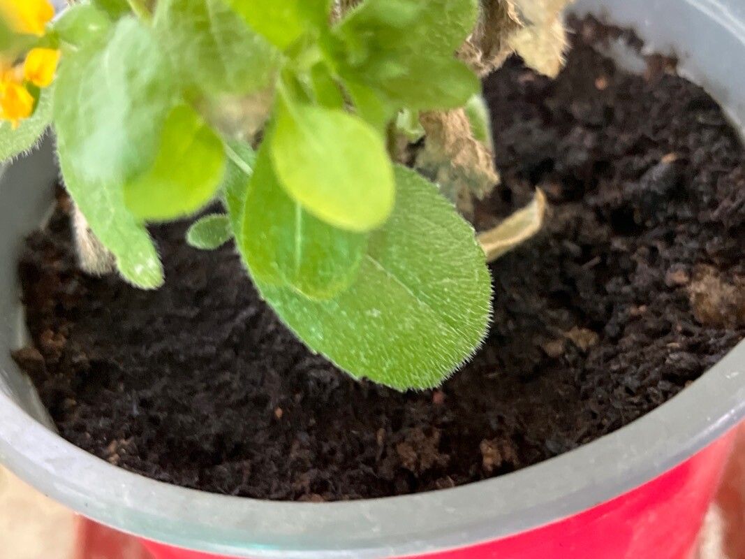 Lindheimera texana — houseplant care guide