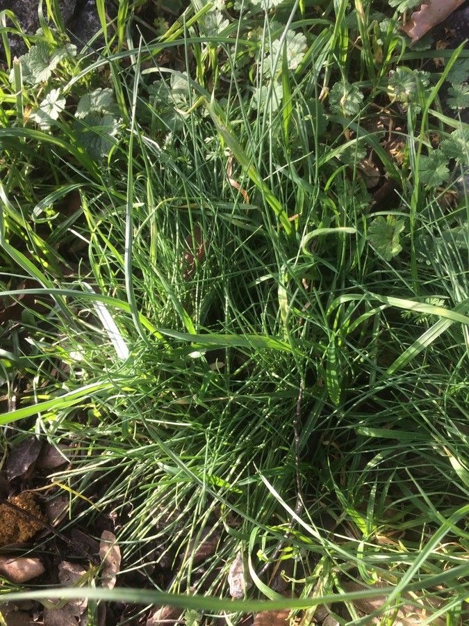Allium coloratum leaf