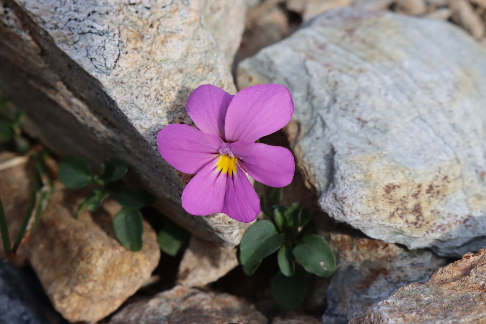 Viola comollia flower