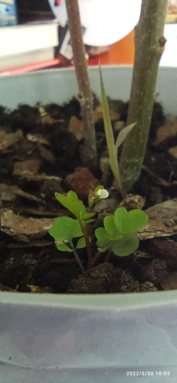 Cardamine bonariensis flower