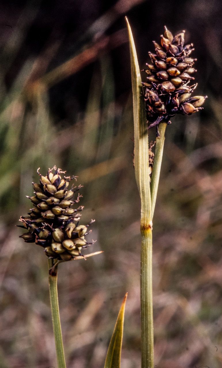 Carex norvegica fruit