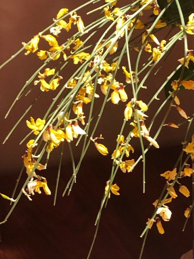 Genista aetnensis flower