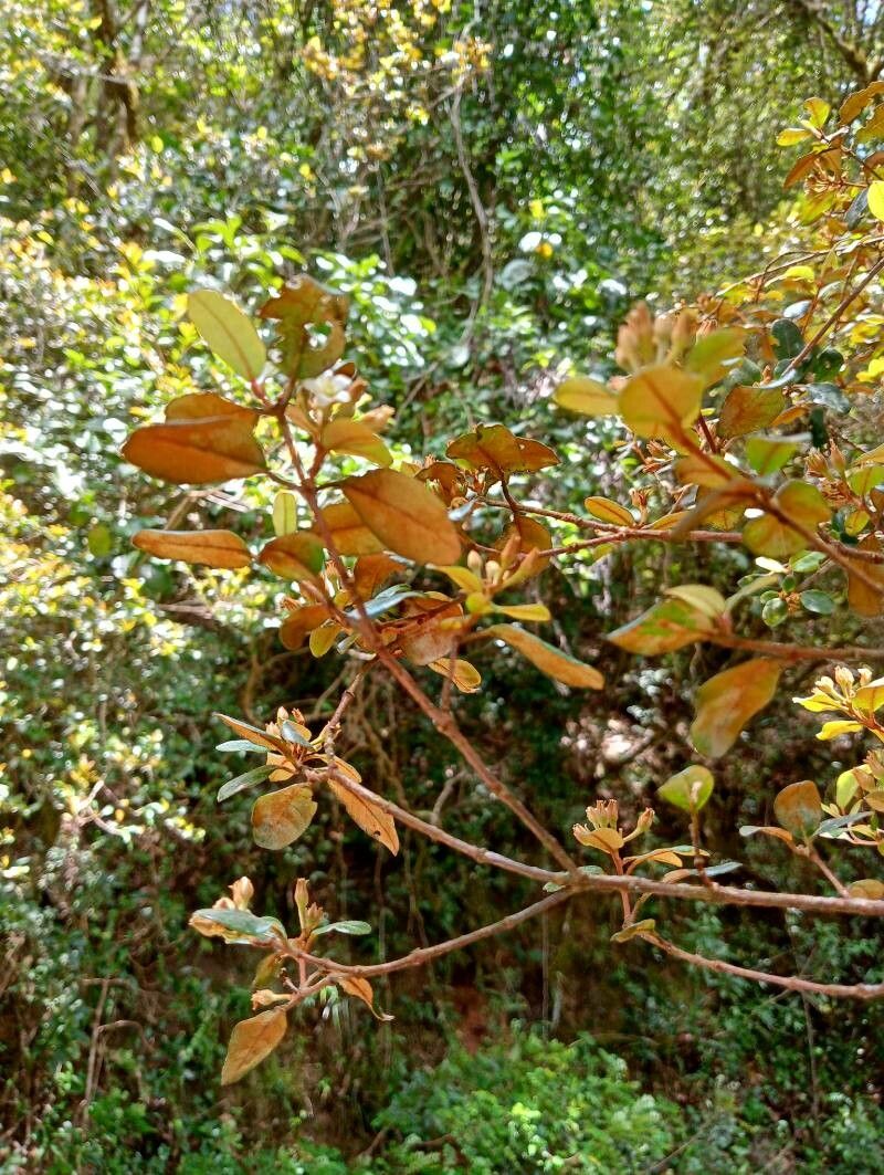 Croton submetallicus — houseplant care guide