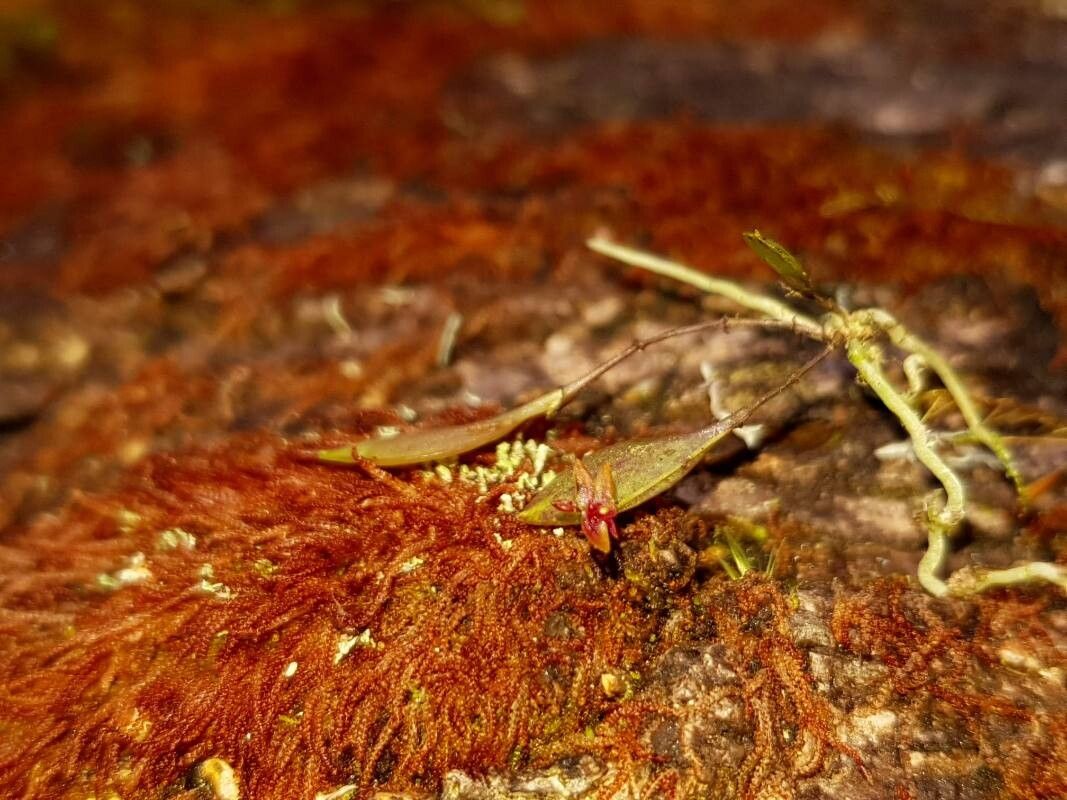 Lepanthes acoridilabia habit