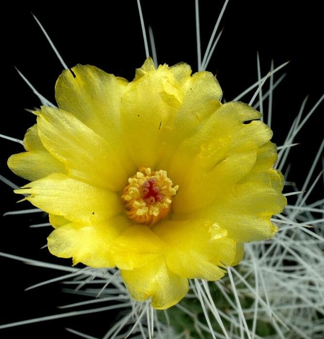 Tephrocactus weberi flower