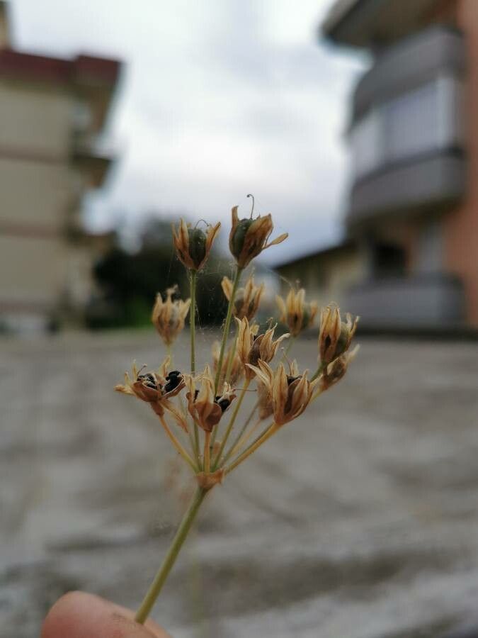 Nothoscordum gracile bark