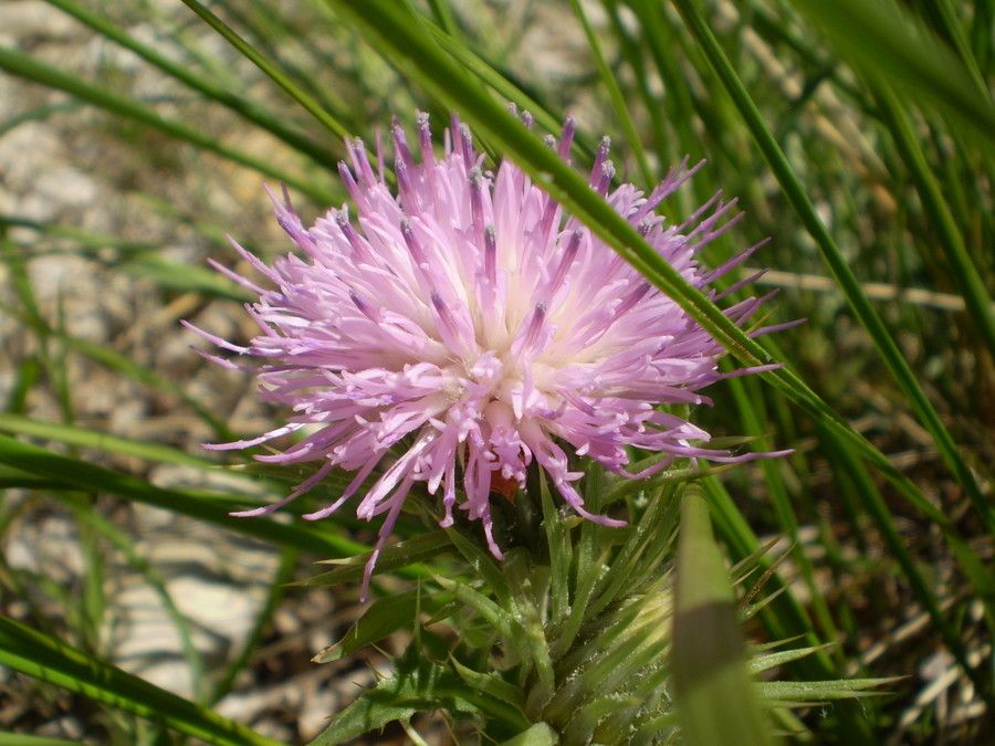 Carduus aurosicus flower