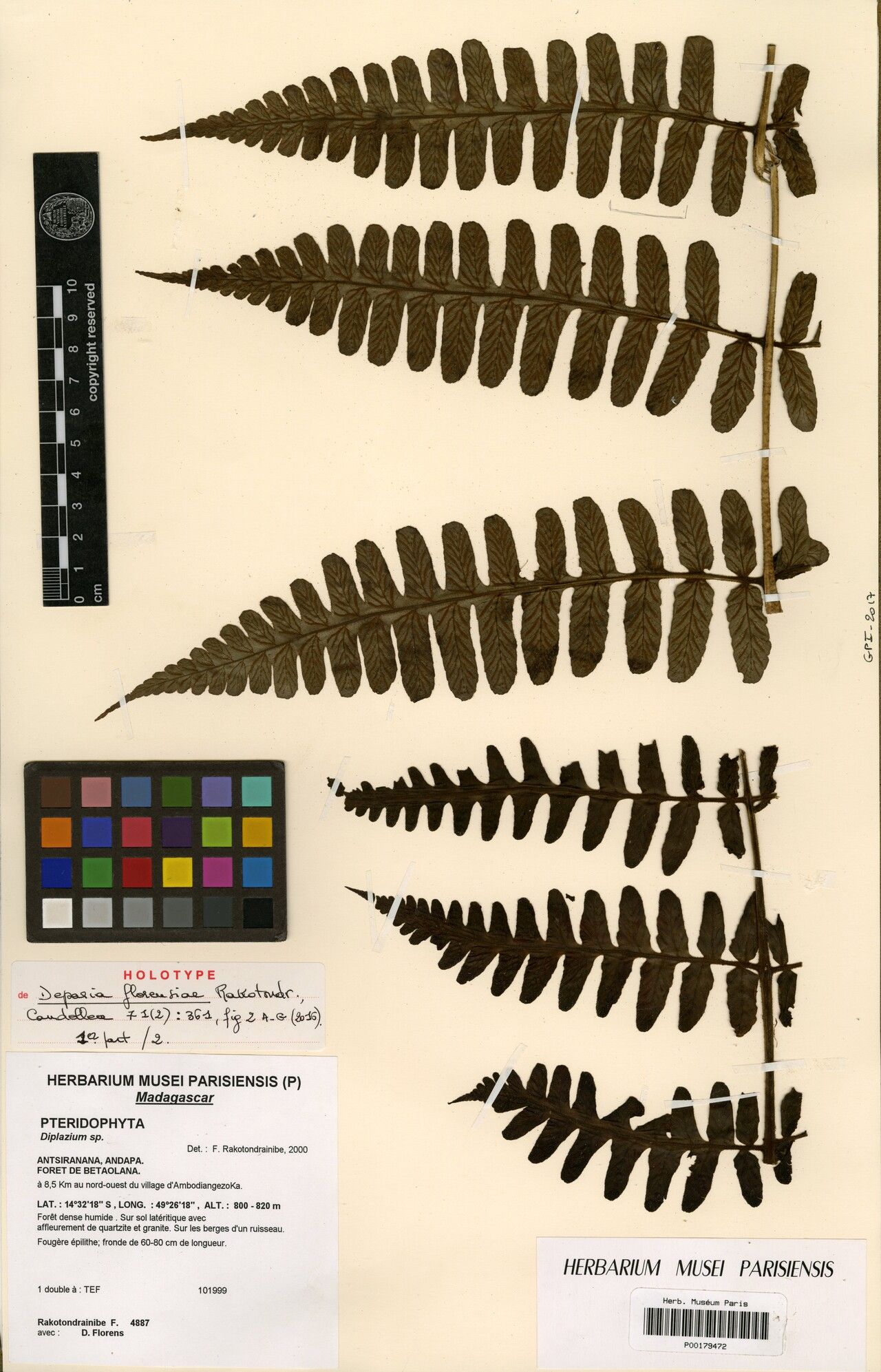 Diplazium florensiae — houseplant care guide