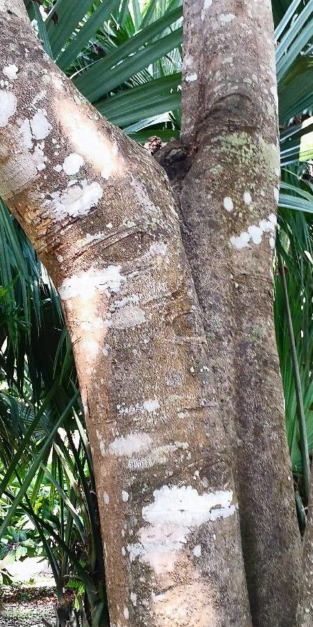 Sandoricum koetjape bark