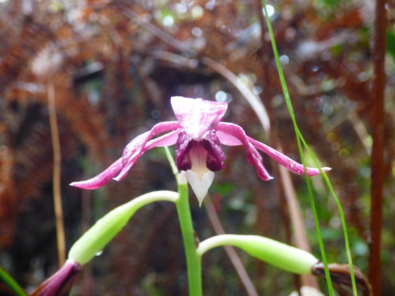 Calanthe pulchella flower